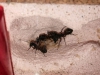 Camponotus Cruentatus