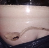 Reina sola