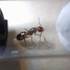 Camponotus bonariensis - 2/12/20