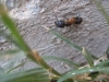 Camponotus barbaricus obrera