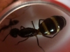 Camponotus barbaricus reina