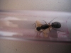 Camponotus, 1pupa
