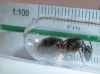 Camponotus punctulatus