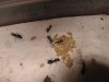 pupas camponotus chilenas