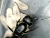 reina camponotus mus