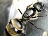 reina camponotus mus
