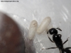 Camponotus rufipes #1 (Jazmin)