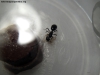 Camponotus rufipes #3 (Jazmin)