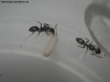 Camponotus rufipes (Jazmin) 23 enero