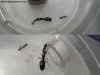 Camponotus rufipes (Jazmin) 23 enero #2