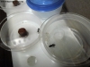 Camponotus rufipes (Jazmin) 23 enero #4