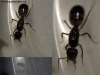 Camponotus substitutus (Jesusa)