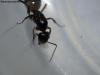 Jesusa Camponotus substitutus 5 Enero, 2015.