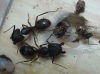 Camponotus