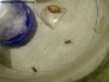 Camponotus sp (Lucrecia) 25_Oct_4