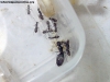 Camponotus sp (Lucrecia)_6_Ago_3