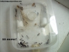 Camponotus sp (Lucrecia)_6_Ago_4