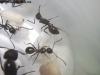 Camponotus sp (Lucrecia)_11_Mar_1