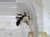 Camponotus sp (Lucrecia)_11_Mar_4