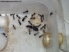 Camponotus sp (Lucrecia) 16_Oct_16