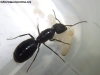 Camponotus sp (Lucrecia)_20_Feb_2