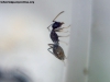Camponotus sp (Lucrecia)_26_Feb_1