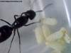 Camponotus sp (Lucrecia)_26_Feb_2