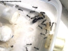 Camponotus sp (Lucrecia) 28_Sep_16_2
