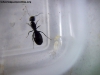 Camponotus sp (Lucrecia)_7_Feb_1