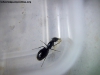 Camponotus sp (Lucrecia)_7_Feb_2