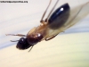 Camponotus substitutus_z2