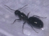 Reina C. sp_1