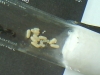 Reina C. termitarius y prole