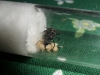 Reina 5 Camponotus Mus