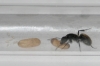 Camponotus Mus con pupas y huevos.
