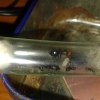 camponotus