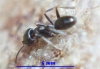 camponotus