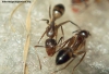 Camponotus Substitutus