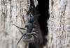 Camponotus Mustarda Rojer