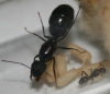 Camponotus sp con nurse