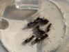 camponotus pensylvanycus