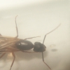 camponotus
