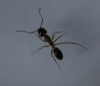 Hormiga a identificar