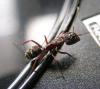 camponotus  sp