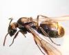 Camponotus sericeiventris