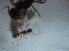 camponotus cromanion