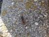 Camponotus cruentatus