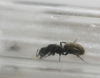 Camponotus Mus