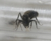 Camponotus Mus