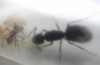 Camponotus Mus con primera nurse